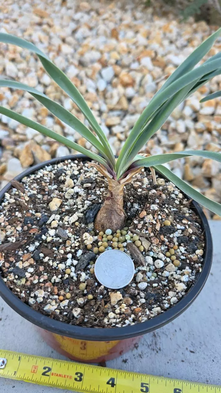 plant/Boophone Disticha (GC)-1