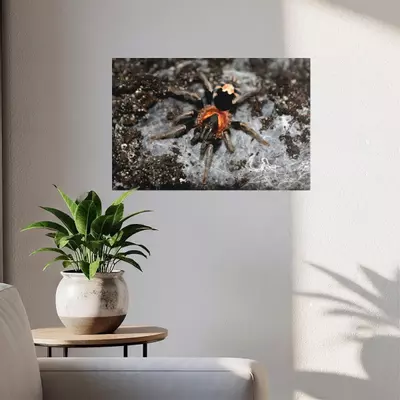 plant/Bifrost Constrictors C. Elegans canvas Print 11.8"x17.7" (30x45cm)-2-thumbnail