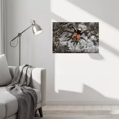 plant/Bifrost Constrictors C. Elegans canvas Print 11.8"x17.7" (30x45cm)-0-thumbnail