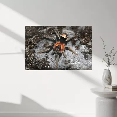 plant/Bifrost Constrictors C. Elegans canvas Print 11.8"x17.7" (30x45cm)-1-thumbnail