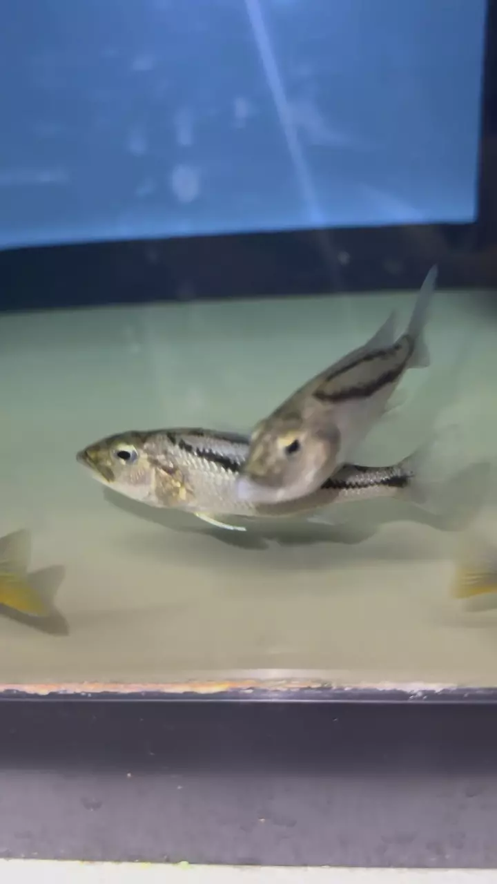 plant/Malawi hawk UNSEXED 3.5”+ (NOT EXACT FISH SAME QUALITY)-2