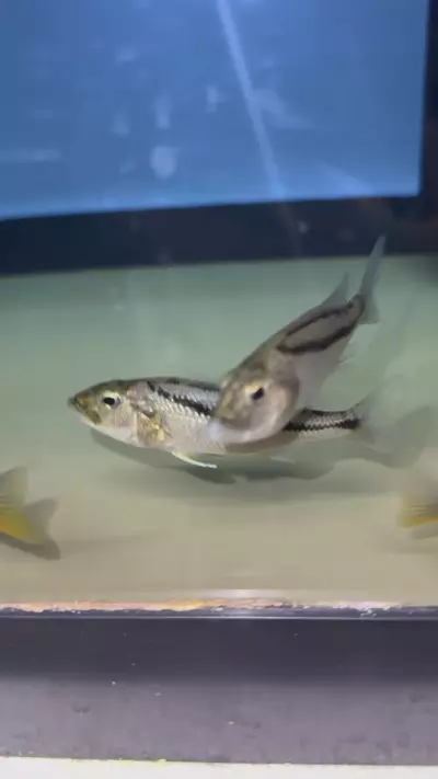 plant/Malawi hawk UNSEXED 3.5”+ (NOT EXACT FISH SAME QUALITY)-2-thumbnail