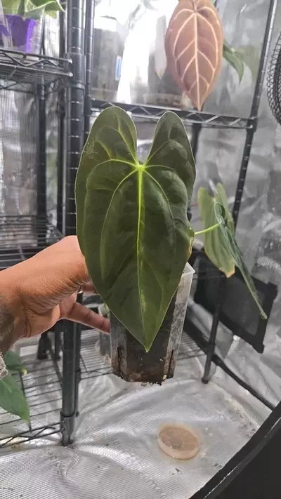 plant/El Cocle Pap "Macumba" x Ft. Sherman BVEP-0-thumbnail