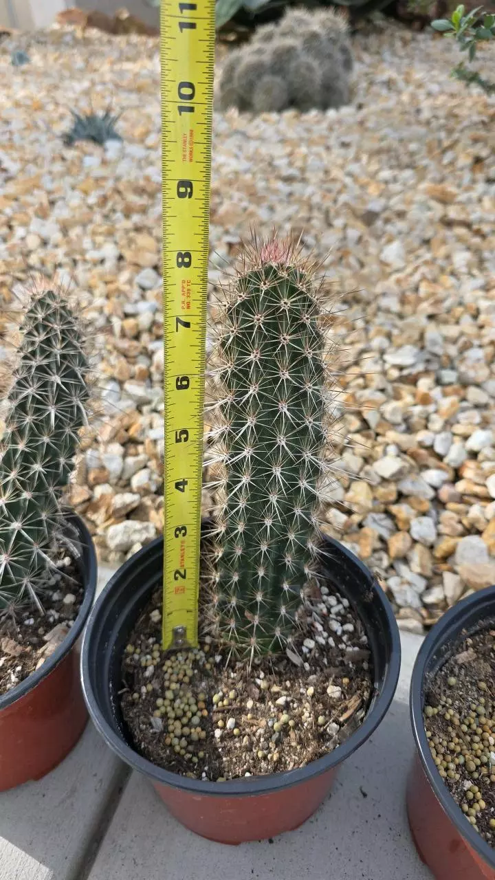 plant/Stenocereus Eruca (GC)-1