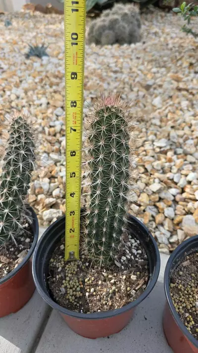 plant/Stenocereus Eruca (GC)-1-thumbnail