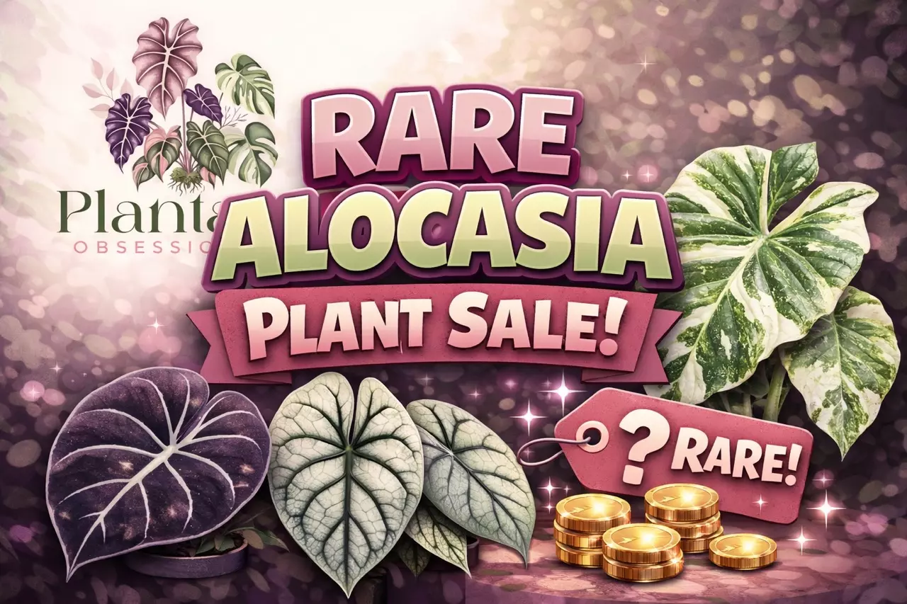 plant/Hold my plants-0