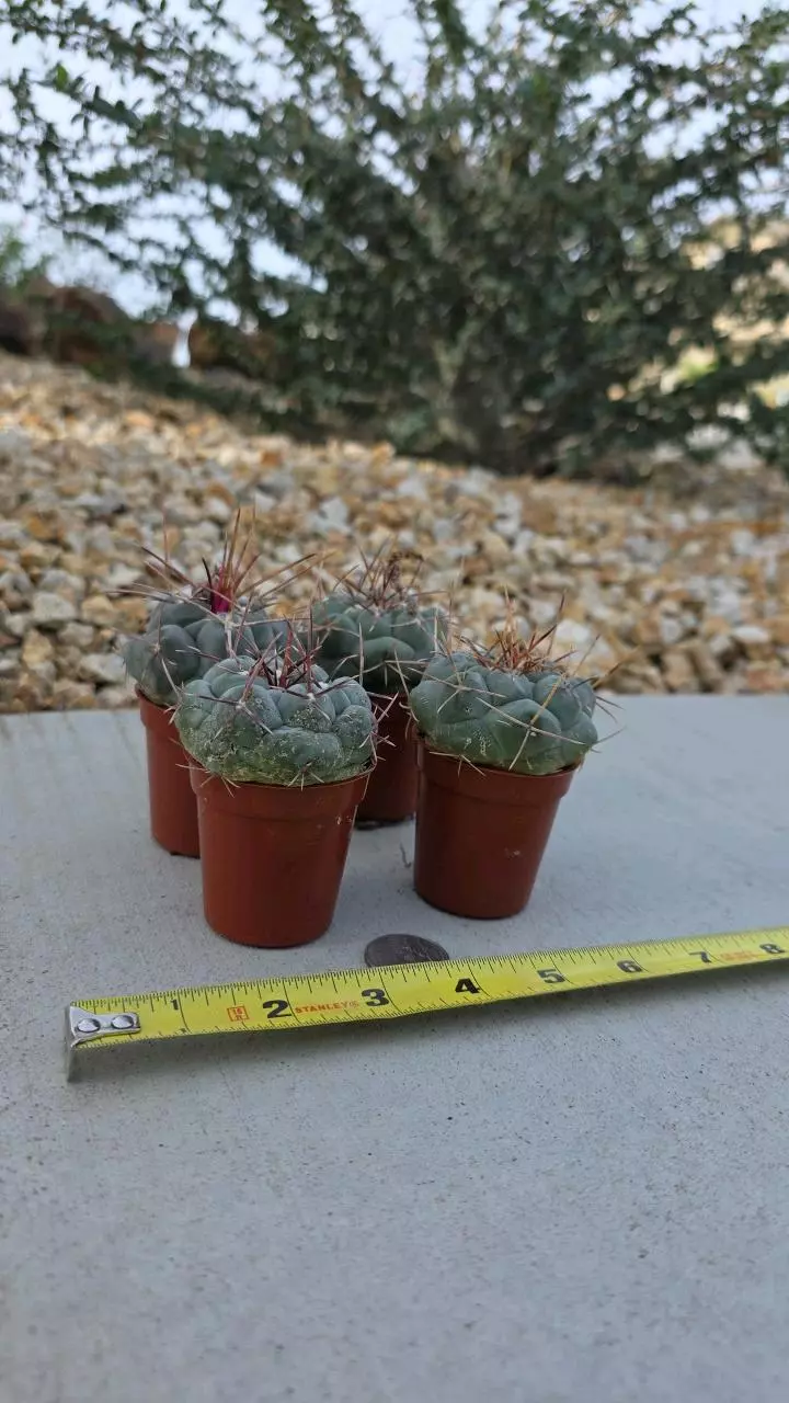 plant/Thelocactus Haxaedrophorus (GC)-1