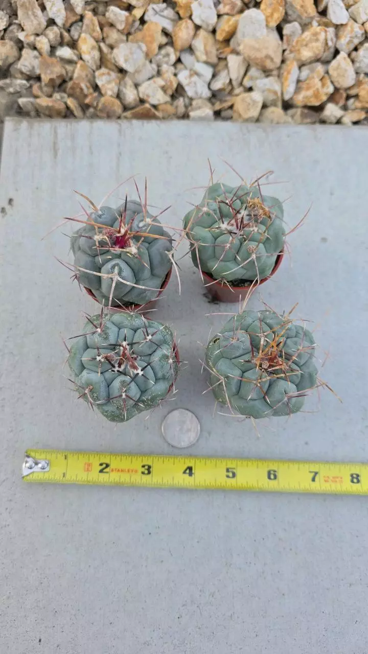 plant/Thelocactus Haxaedrophorus (GC)-0