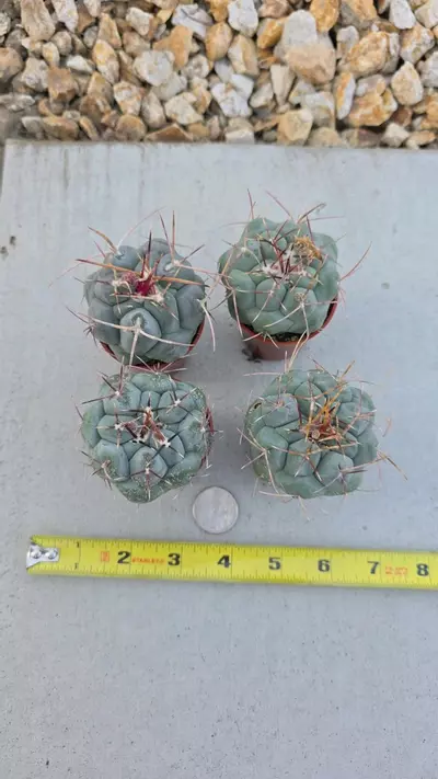 plant/Thelocactus Haxaedrophorus (GC)-0-thumbnail
