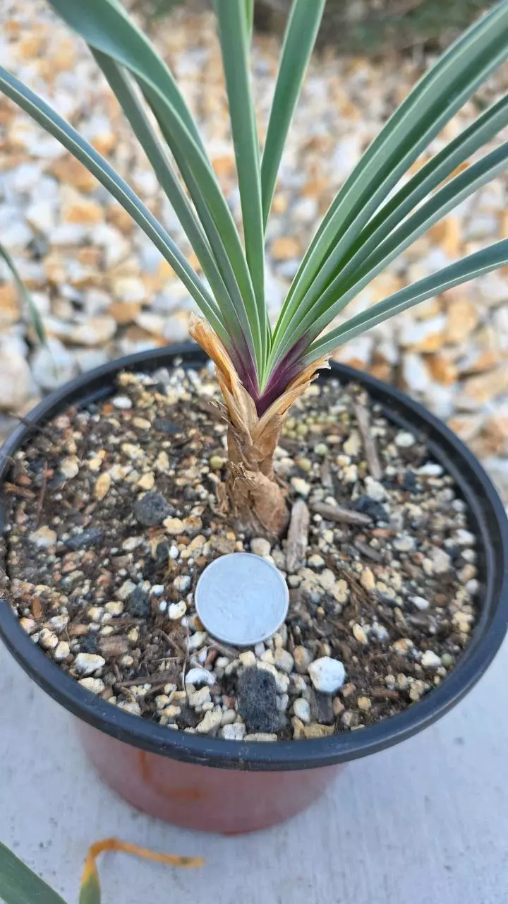 plant/Boophone Disticha (GC)-2