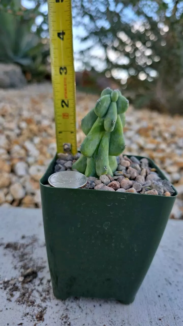 plant/Boobie Cactus - Myrtillocactus Geometrizans Fukurokuryuzinboku-1