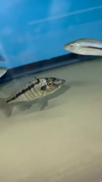 plant/Malawi Gar UNSEXED 3.5”+ (NOT EXACT FISH SAME QUALITY)-0-thumbnail