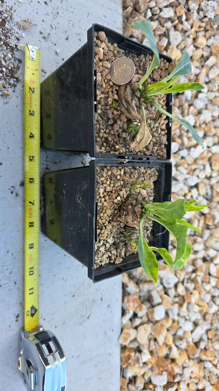 plant/Euphorbia Bupleurifolia (GC)-0