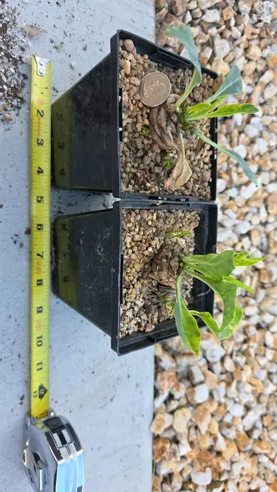 plant/Euphorbia Bupleurifolia (GC)-0-thumbnail