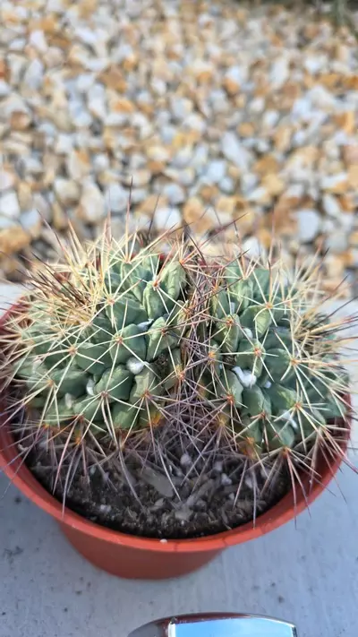 plant/mammillaria Melanocentra (GC)-3-thumbnail
