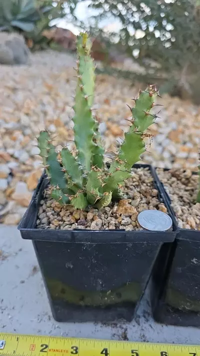 plant/Euphorbia Squarrossa (GC)-1-thumbnail