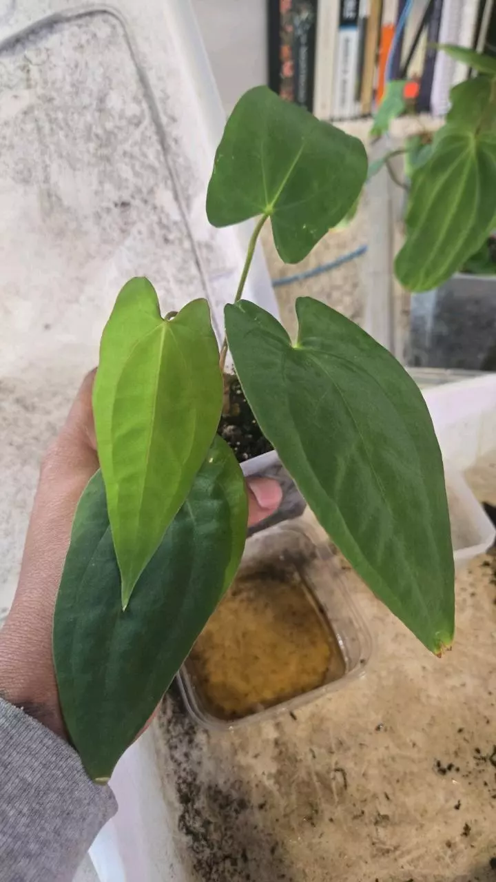 plant/NOID Pap Dagger-0