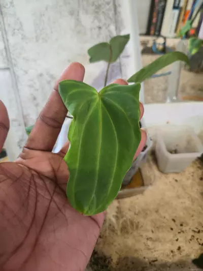 plant/OG Wu Pap + offset-0-thumbnail