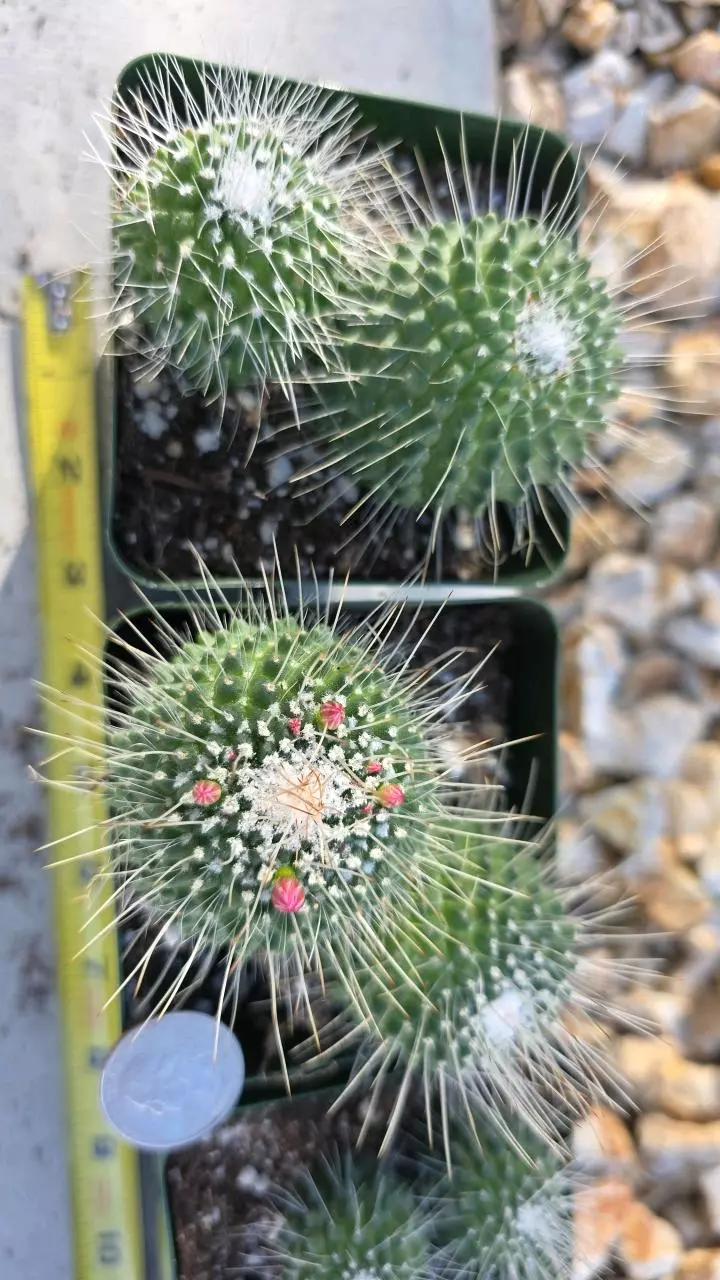 plant/Mammillaria spinosissima 'Un Pico' (GC)-1
