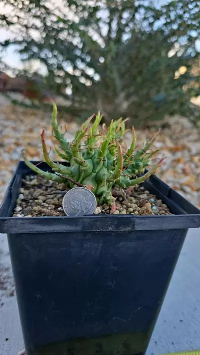 plant/Euphorbia Schoenlandii-1-thumbnail