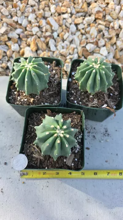 plant/Ferocactus Glaucens (Inermis) (GC)-0-thumbnail