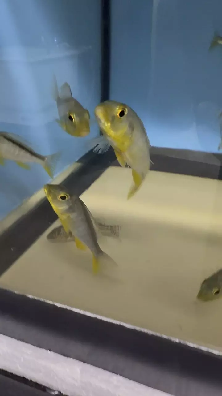 plant/Bucco Yellow 3”+ (UNSEXED)-1