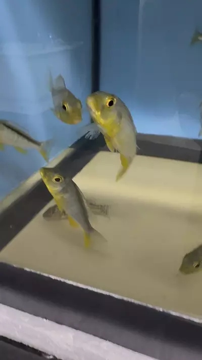 plant/Bucco Yellow 3”+ (UNSEXED)-1-thumbnail