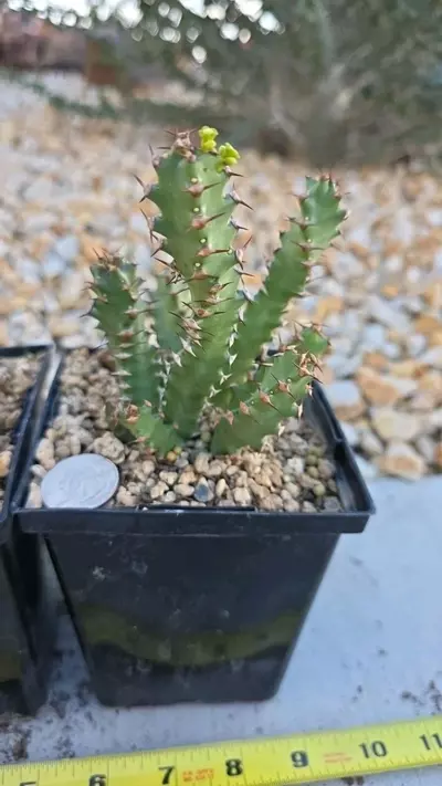 plant/Euphorbia Squarrossa (GC)-2-thumbnail