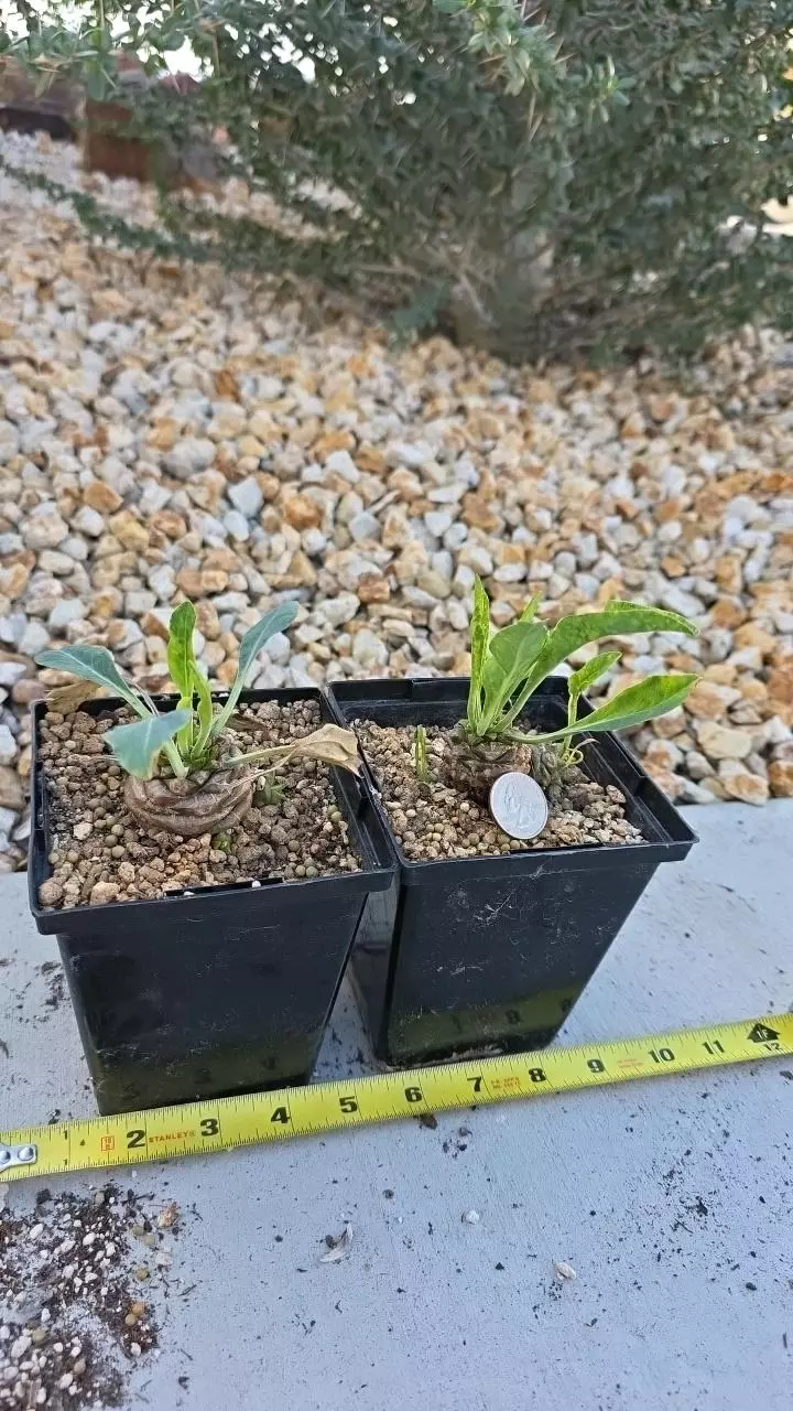 plant/Euphorbia Bupleurifolia (GC)-3