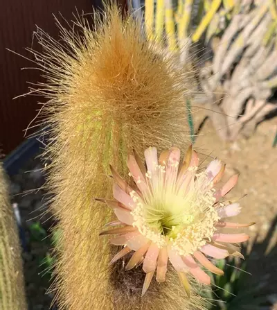 plant/Weberbaucereua Johnsonii AKA W. Winterianus (GC)-1-thumbnail