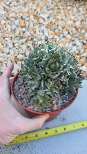 plant/Agave Titanota (Filigree Devil)-1