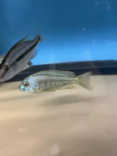 plant/Chilotilapia Rhoadessi 3.5”+ (NOT EXACT FISH SAME QUALITY)-0-thumbnail