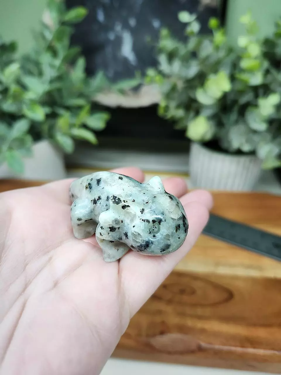 plant/Kiwi Jasper axolotl-0