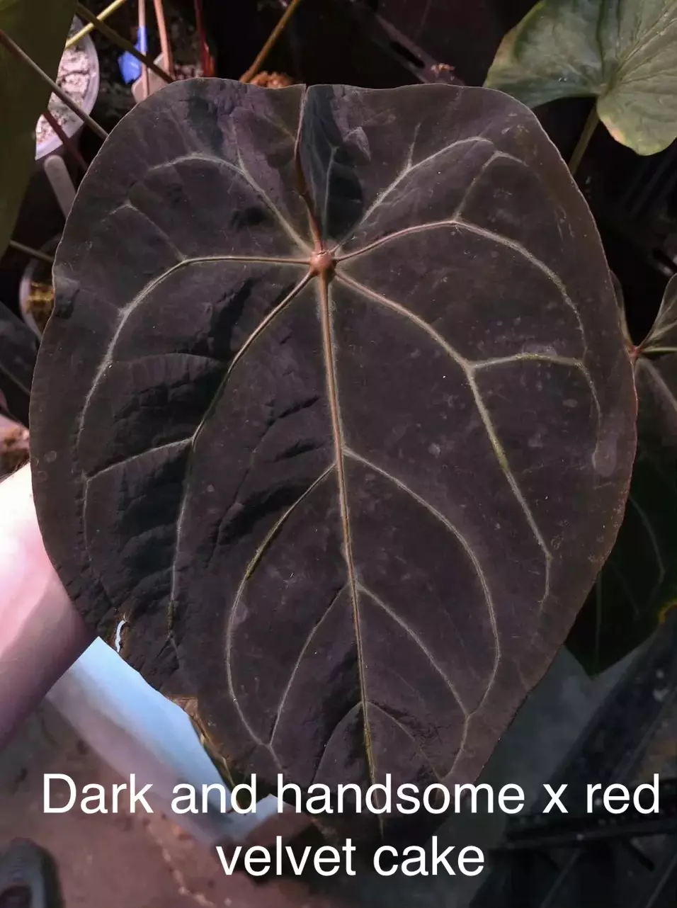 plant/FSRL X dark and handsome x red velvet cake-1