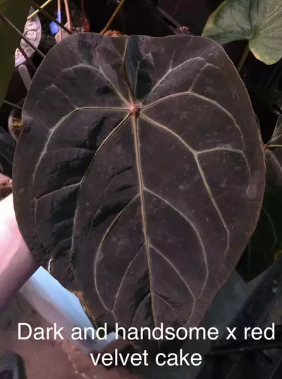 plant/FSRL X dark and handsome x red velvet cake-1-thumbnail