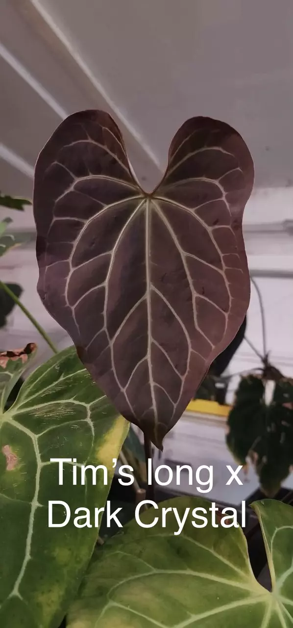 plant/Gc (Tim’s long x dark crystal) x open-0