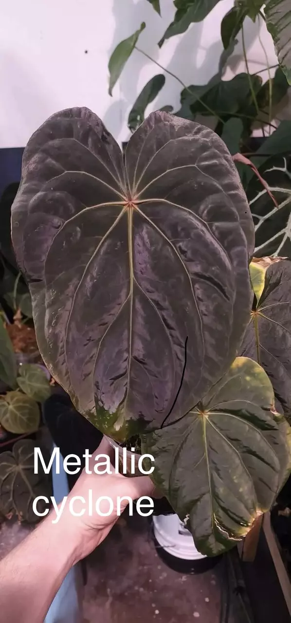 plant/(Metallic Cyclone) x (Pap ‘17x6’)-0