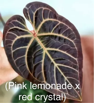 plant/(Pink lemonade x red crystal) x var pap-1-thumbnail