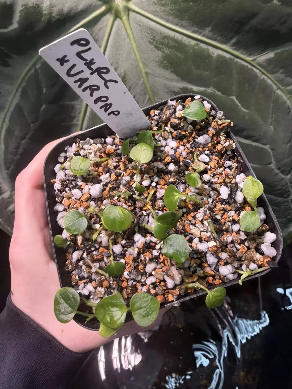 plant/(Pink lemonade x red crystal) x var pap-3