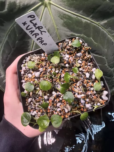 plant/(Pink lemonade x red crystal) x var pap-3-thumbnail