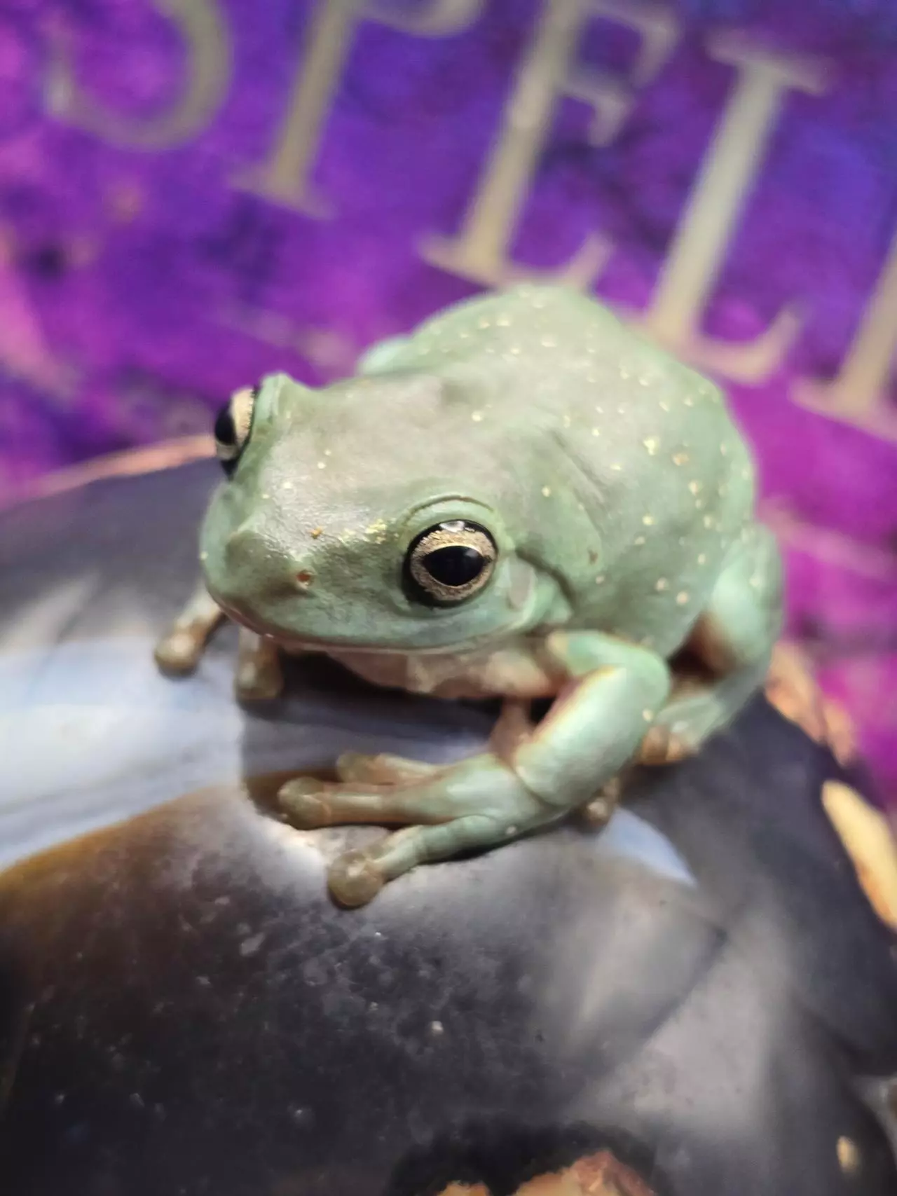 plant/"Canis" Male frog-4