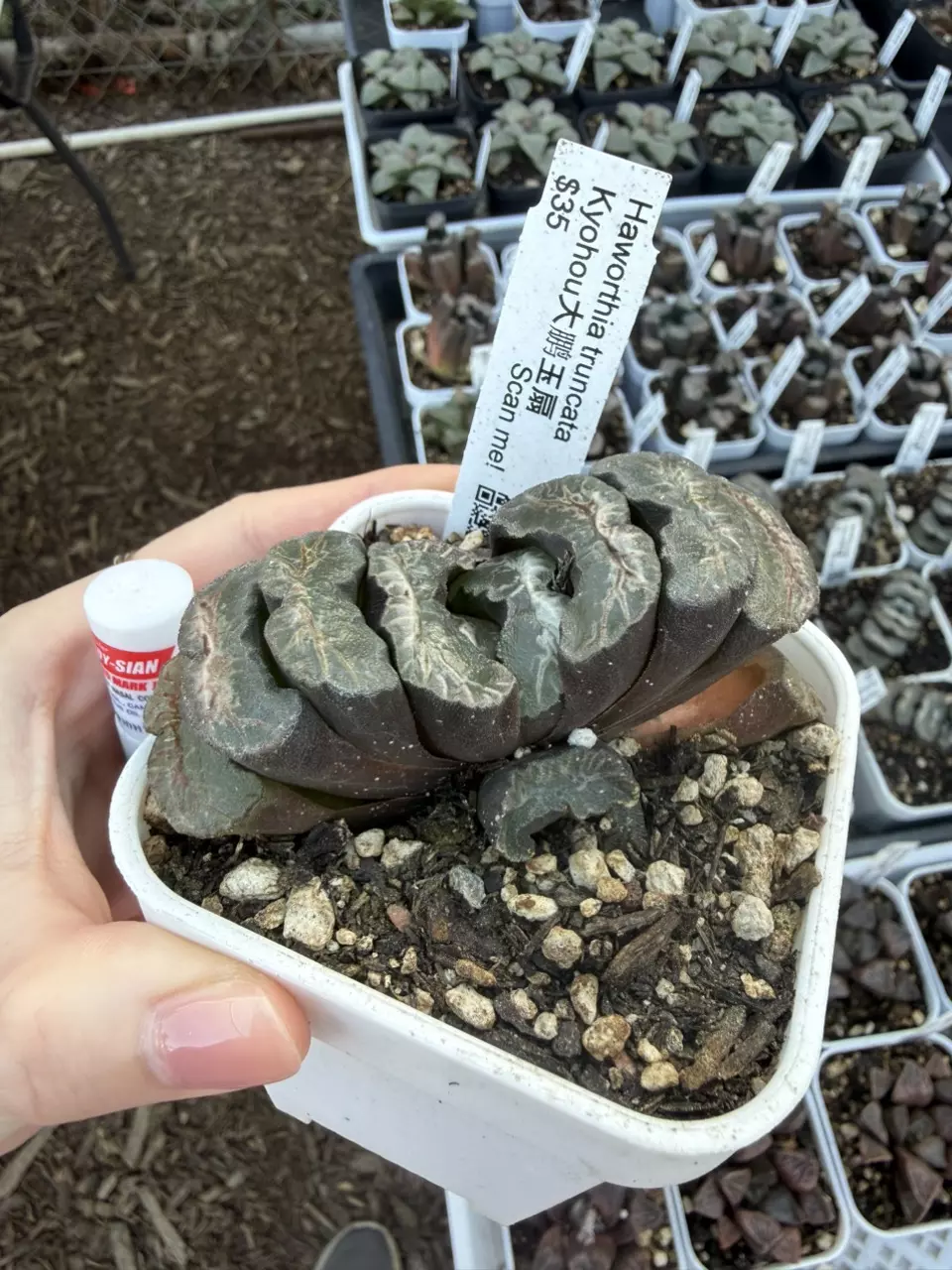 plant/Kyohou and Gu hime-0