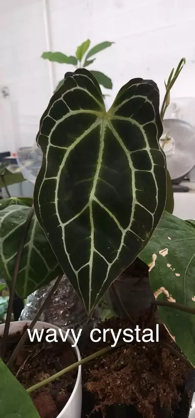 plant/RG dress x Wavy crystal-0-thumbnail