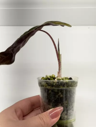 plant/Alocasia Pseudo Sanderiana Aurea-1-thumbnail