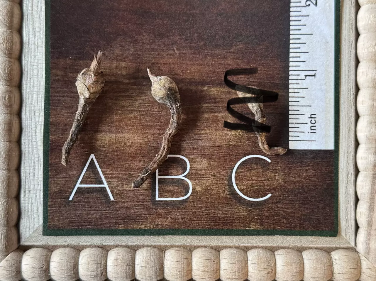 plant/Alocasia Black Velvet Gold - Corm-0