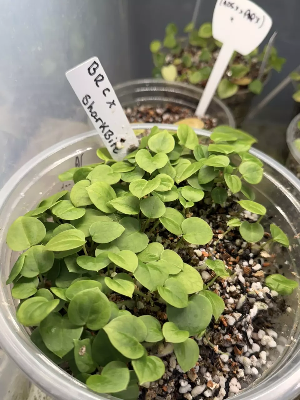 plant/Gc (Doc Block Brielle x Red crystal) x Sharkbite-3