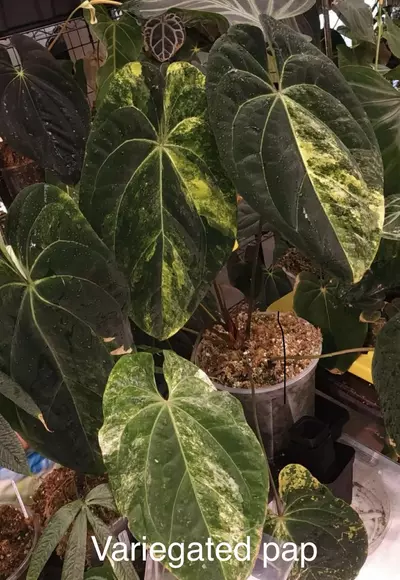 plant/(Pink lemonade x red crystal) x var pap-2-thumbnail