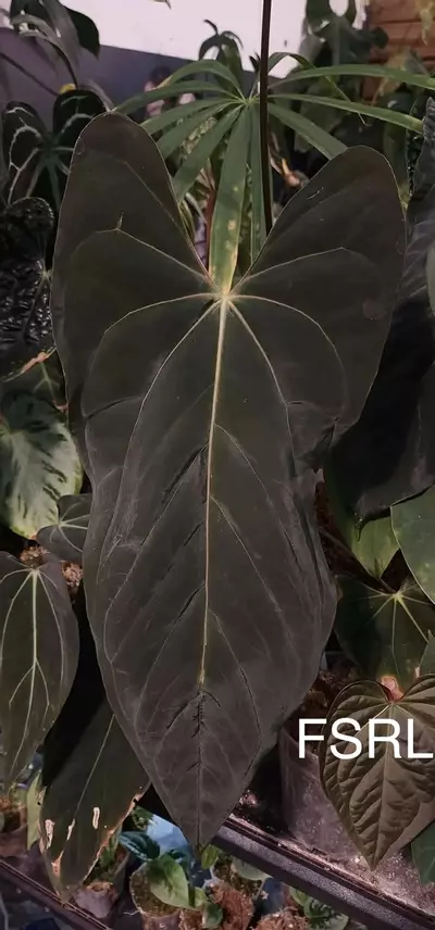 plant/FSRL X dark and handsome x red velvet cake-2-thumbnail