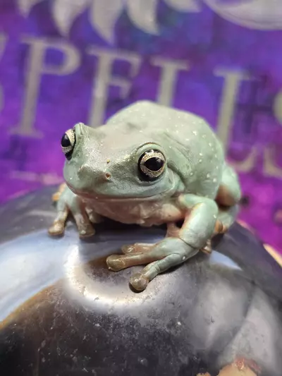 plant/"Canis" Male frog-0-thumbnail
