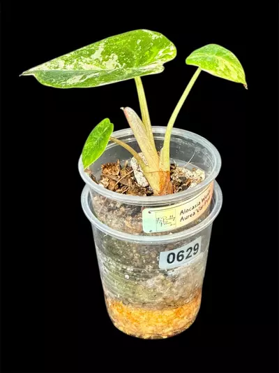 plant/629 Wentii Variegated Pink Albo Alocasia-2-thumbnail